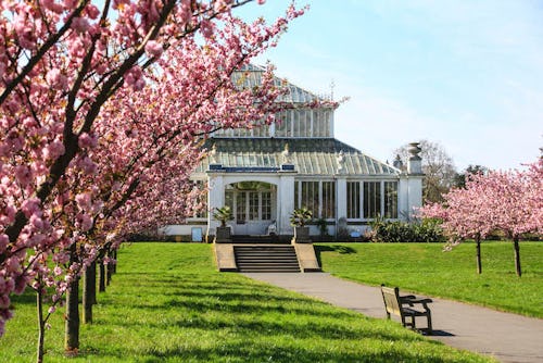 Kew Cherry Blossoms
