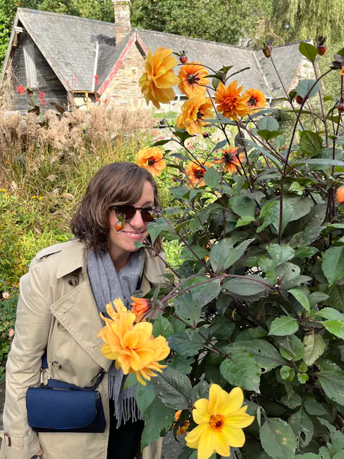 Dahlias