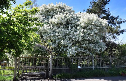 Spring blooms at Rosemoor
