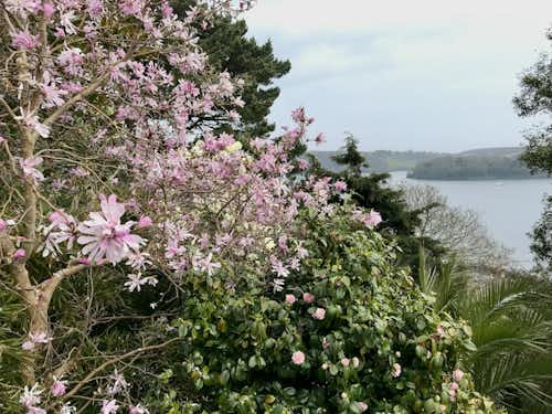 The view from Lamorran garden