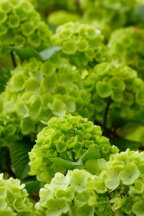 Viburnum putting on an April show at The Garden House