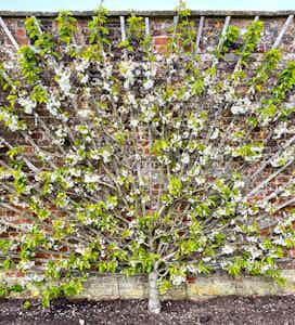 Espaliered Apple Tree at The Newt in Sommerset