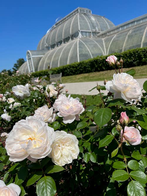 Kew Gardens Glasshouse
