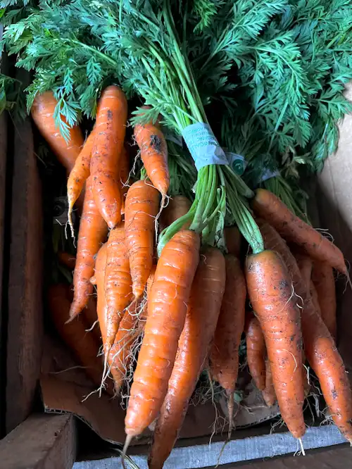 Fresh farm carrots