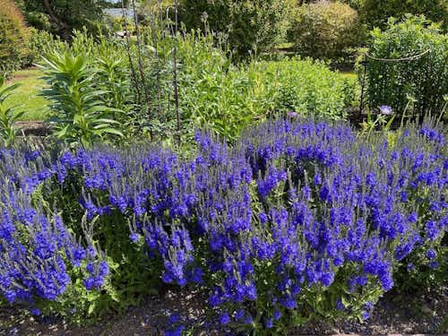 Asteraceae Artemisia schmidtiana at Dublin's wonderful Botanical Garden