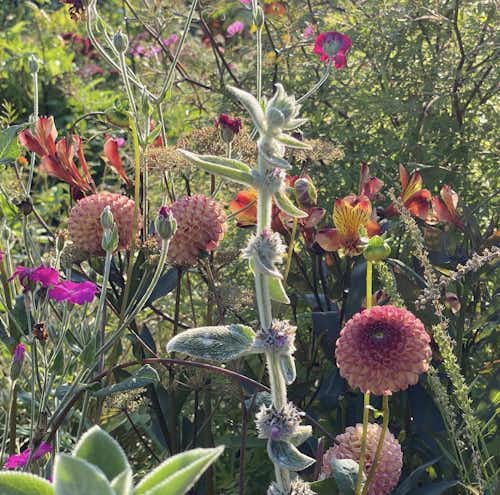 End of Summer explosion of color from Jimi's Instagram page