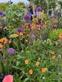 Conall O’Caoimh of Ardán Gardens amongst the flowers during our 2023 visit