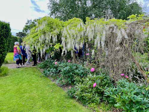 Incredible wisteria and rose arbor at Burtown House