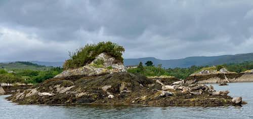 Dahlias at Coosheen Gardens