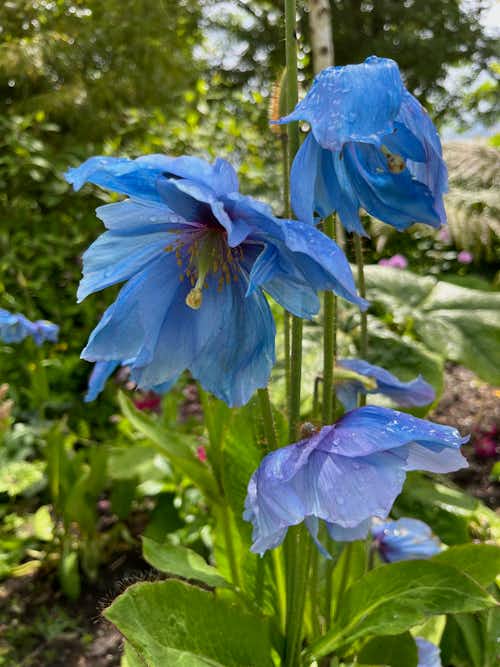 A beautiful blue poppy at June Blake's amazing garden