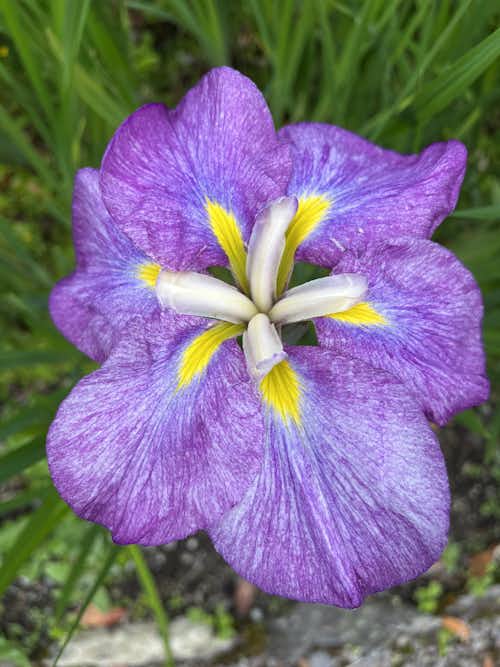 So many special blooms curated by the fantastic gardeners we'll visit - melastomataceae