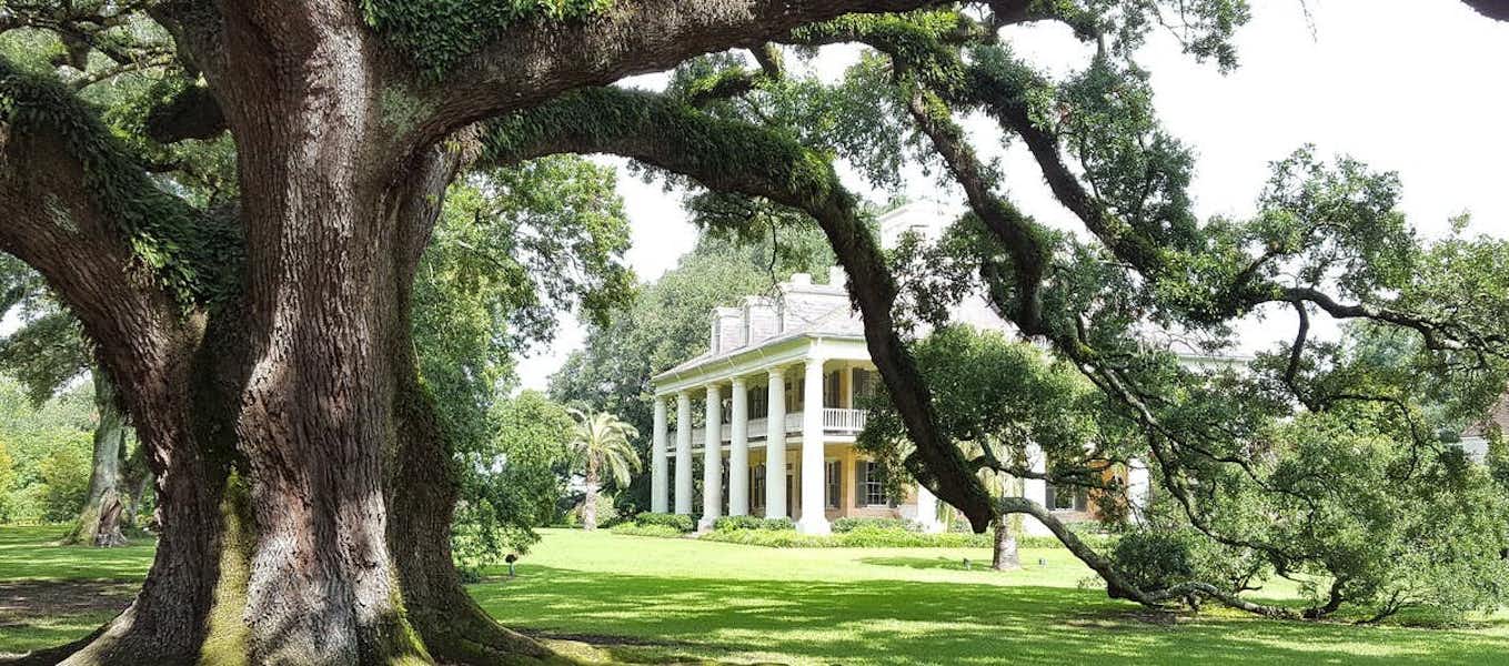 Houmas House plantation and their amazing Live Oak tree