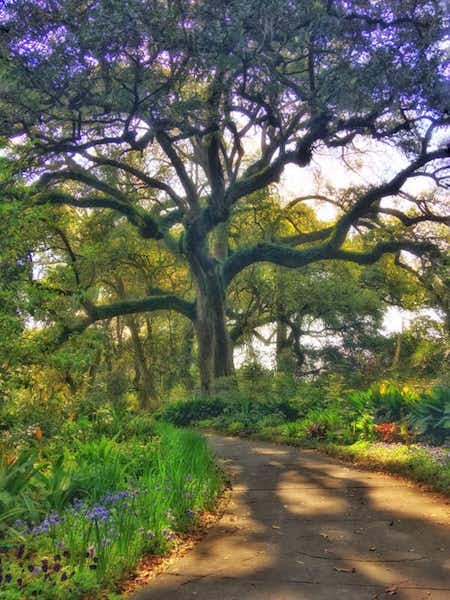 You'll love exploring Houmas House's grounds