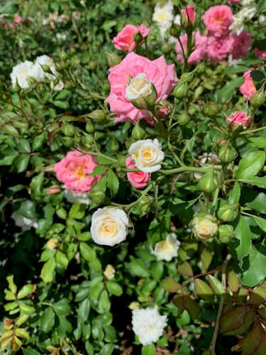 Spring roses at Longue Vue house