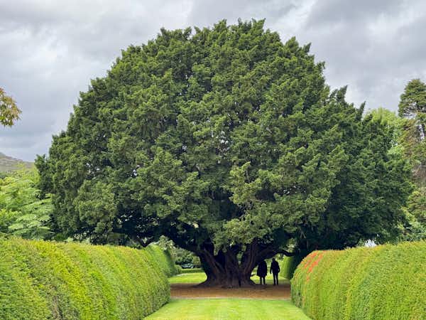 3,000 year old Yew tree at Dundonnell House