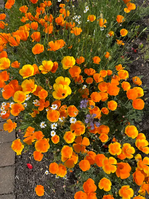 Eschscholzia californica - California Poppy at the Botanic Garden