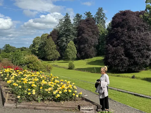 Drummond Castle Roses