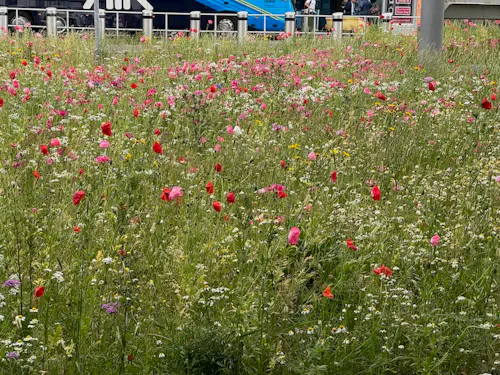 Wildflower Meadow Edinburg Airport