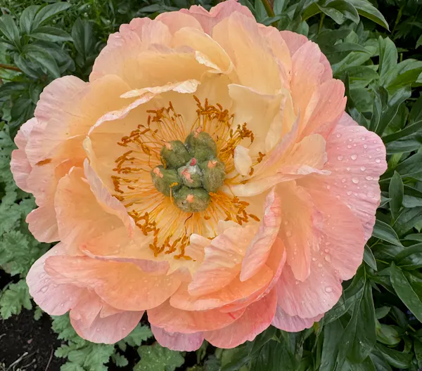 Peony
