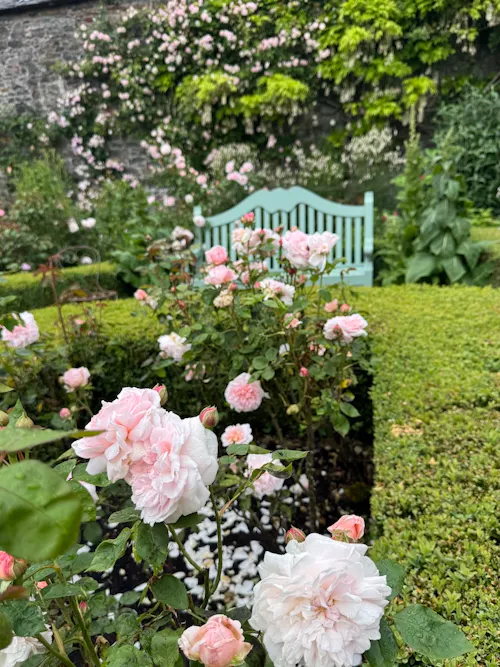 A dream of roses at Carolside