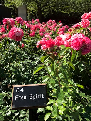 Queen Mary's Rose Garden Regent Park