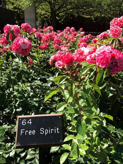 Queen Mary's Rose Garden Regent Park