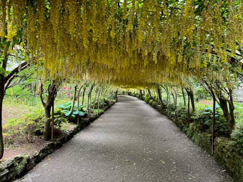 Laburnum at Bodnant Gardens in early June