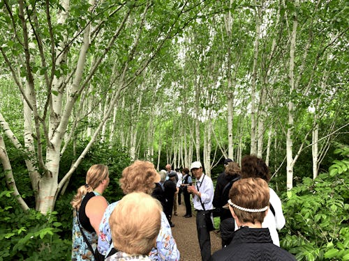 Aspens at Anglese Abbey