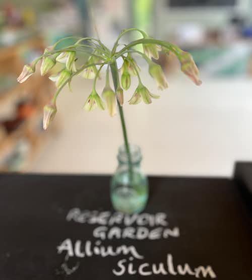 Beth Chatto got her start collecting and propagating rare silver plants