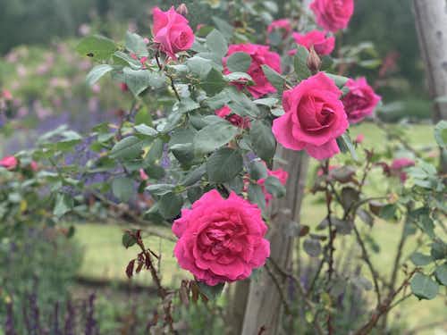 Roses at Cambridge Botanical Garden