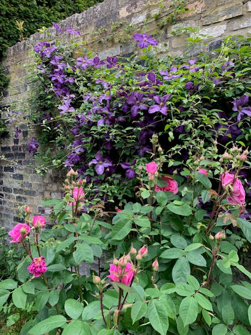 Along 'the backs' of the colleges