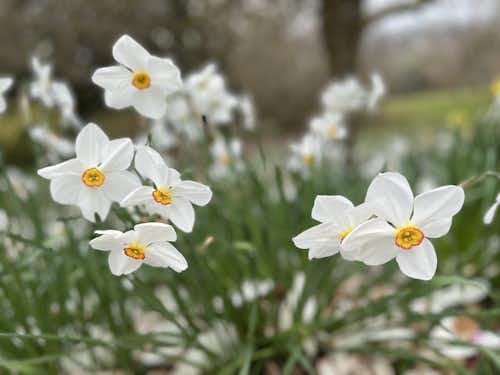 Lanhydrock in bloom