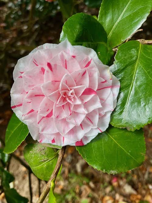 Camellia Japonica Lavinia Maggi