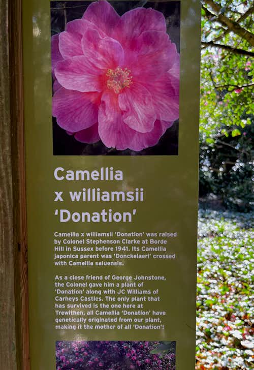 An explanation of the previous photo. You may find it as special as we do to be among the founding ancestors of these plants