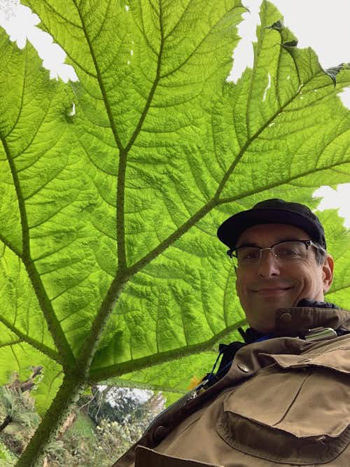 Huron's John Kosta somewhere in the Gunnera forest at Trebah