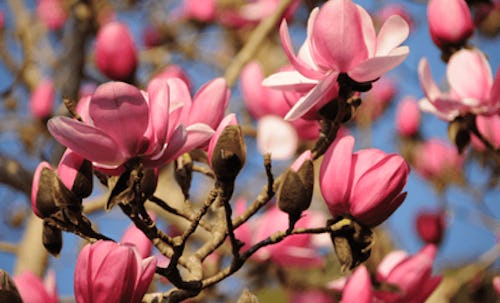 Spring in Cornwall is one amazing site after another!