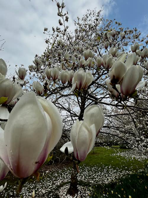 Lanhydrock has too many impressive elements to list. A massive and impressive house, beautiful magnolia walk, stunning backdrop of rhododendrons and more