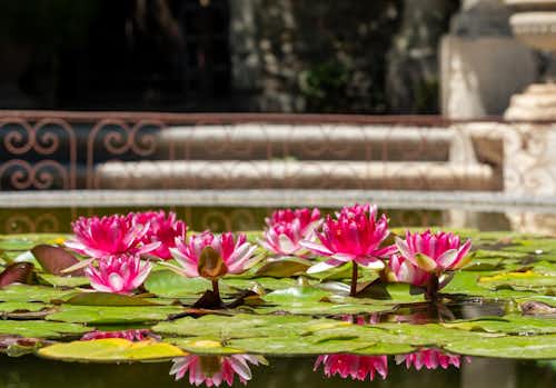 Water Lilies at Saint-André Abbey