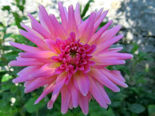 Dahlia bloom