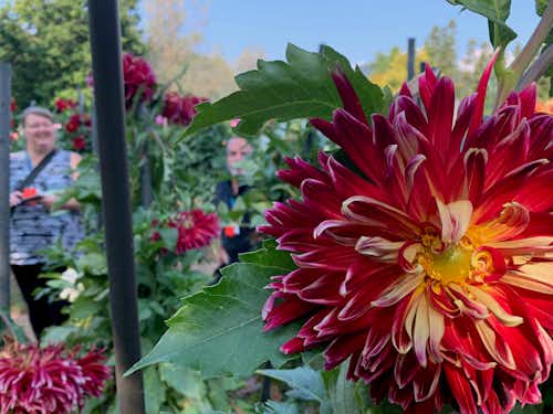 Dahlia bloom