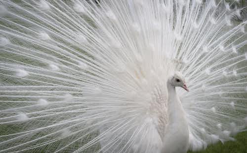 White peacocks at Isola Bella