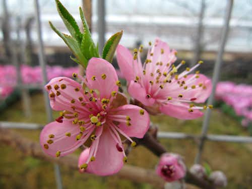 Beautiful espaliered nectarine tree at Longwood