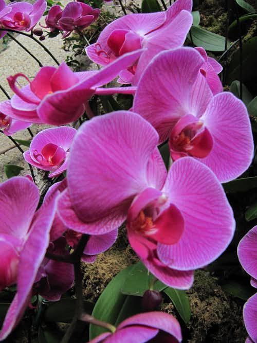 The Orchid Festival at Longwood is a must see and takes place during our visit