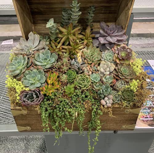 Have you noticed how succulents have become much more popular in the last few years?