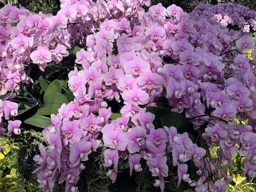 The Orchid Festival at Longwood