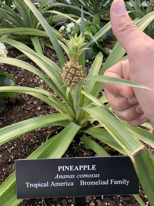 This pineapple has a ways to go