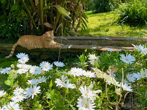 Le Stanze in fiore